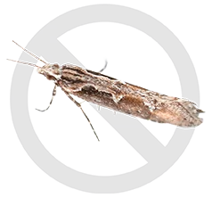 icone-mites