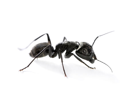 image-extermination-fourmis