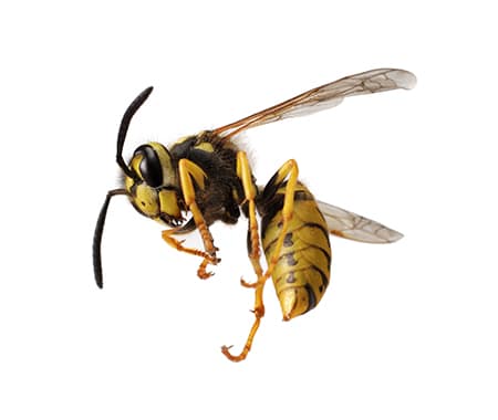image-extermination-guepes