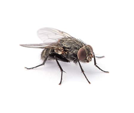 image-extermination-insectes