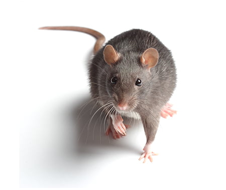 image-extermination-rats