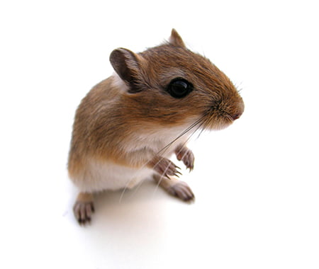 Souris sur fond blanc.
