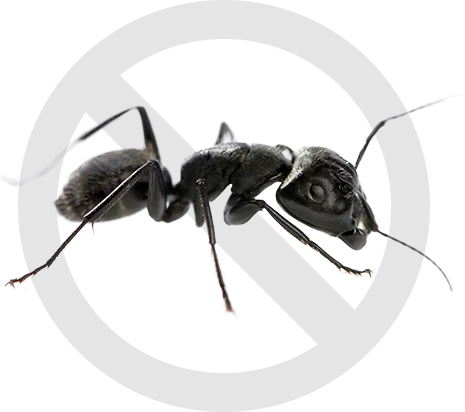 image-fourmis