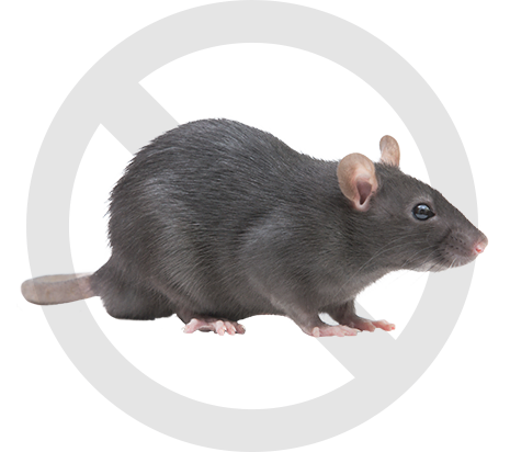 image-rat