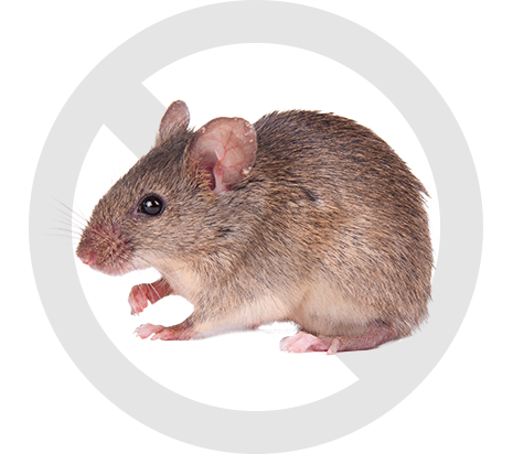 Mouse Exterminator South Shore Montreal Avalanche Extermination