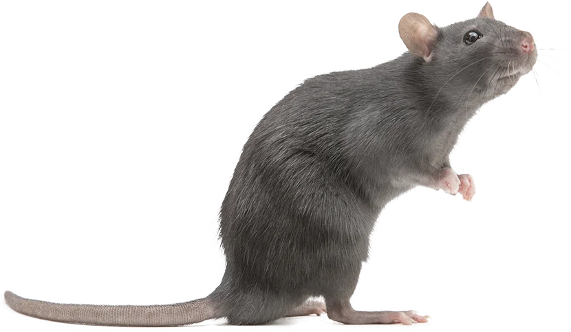 Granulés de Mort aux rats PNG transparents - StickPNG