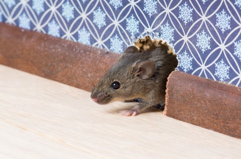 comment-se-debarrasser-souris-s-abritent-maison