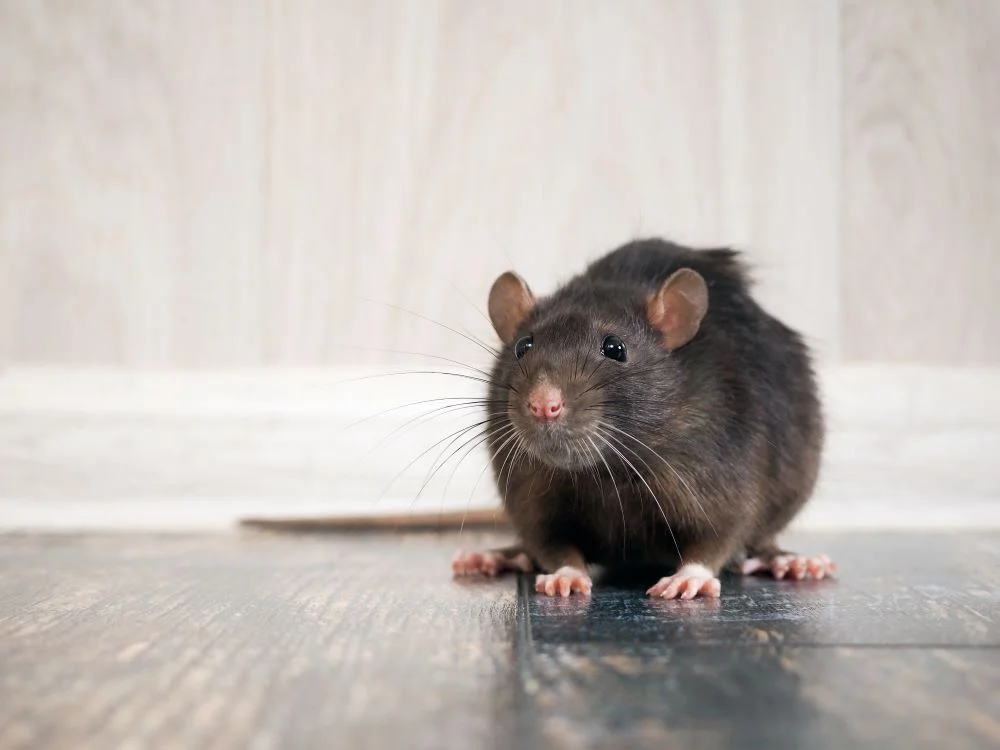 Comment se débarrasser des rats le plus naturellement possible