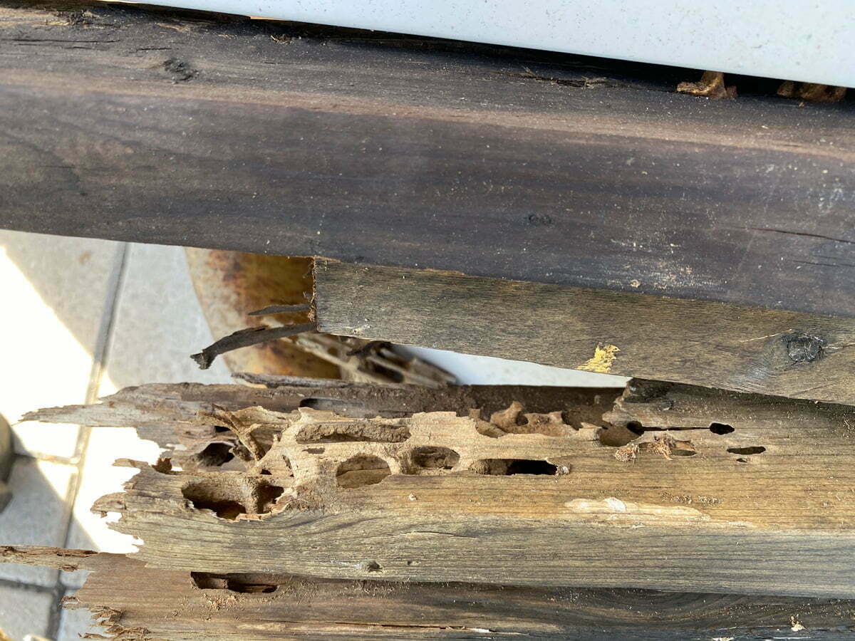 Galerie creusé dans le bois par les fourmis charpentières