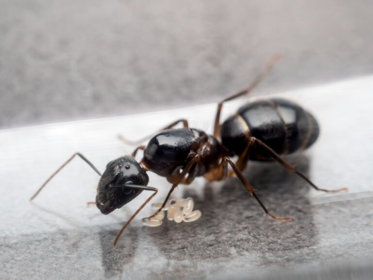 La Reine Fourmi Charpenti Re Tout Savoir Sur La M Re De Toutes Les Fourmis Avalanche