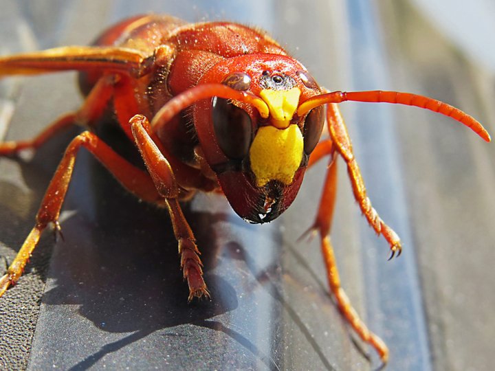 Frelon géant asiatique