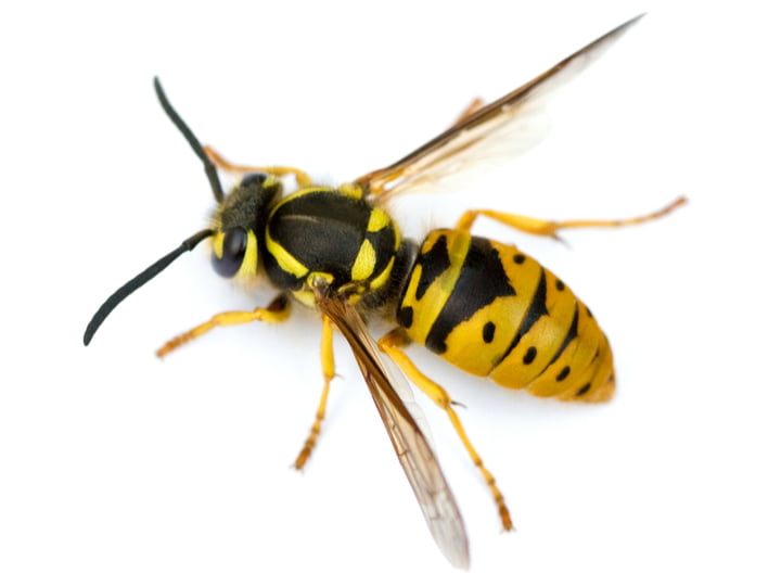 Eastern Yellowjacket (Vespula maculifrons)