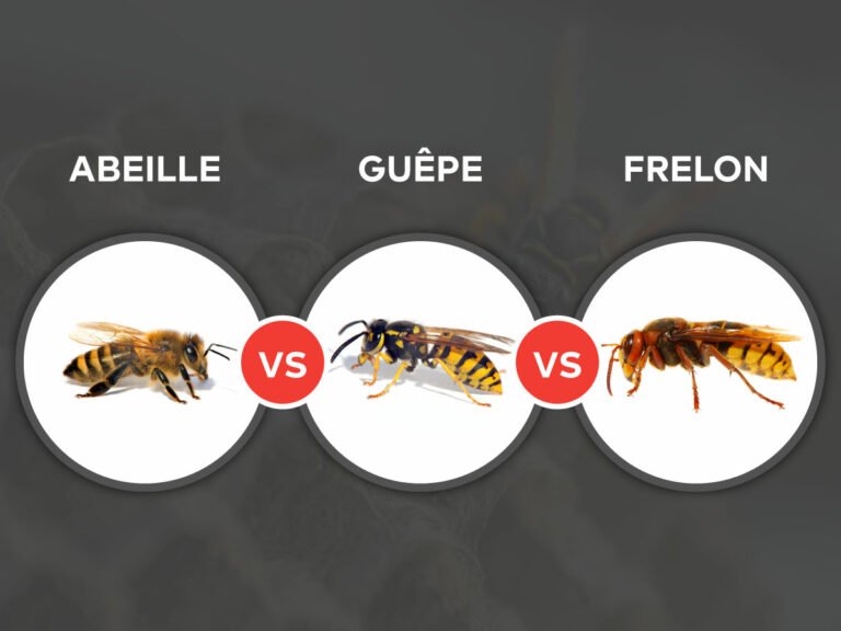 La différence entre une abeille, une guêpe ou un frelon | Avalanche