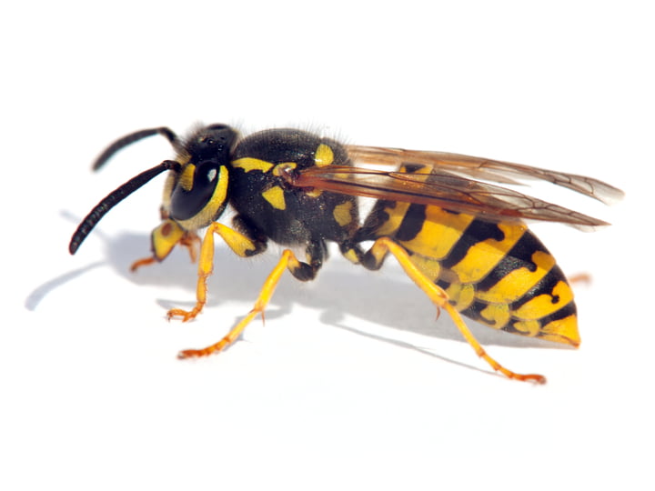 Common Wasp (Vespula vulgaris)