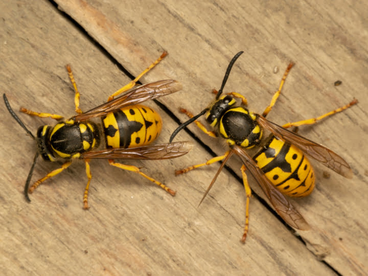 2 German Wasps on wood (Vespula germanica)