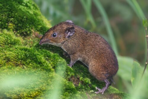 A shrew in nature.