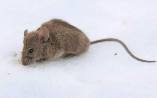 Une souris commune sur la neige.
