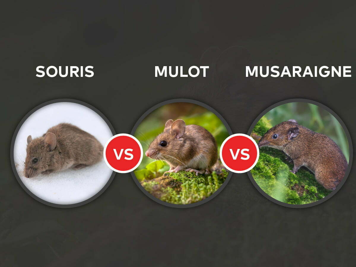 Comment nourrir une souris domestique ? L'alimentation d'une souris blanche