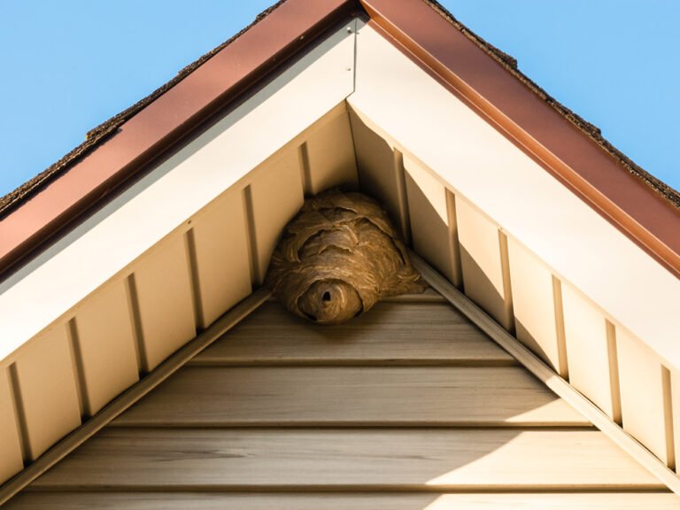 Nid de guepes dans une corniche de toit.