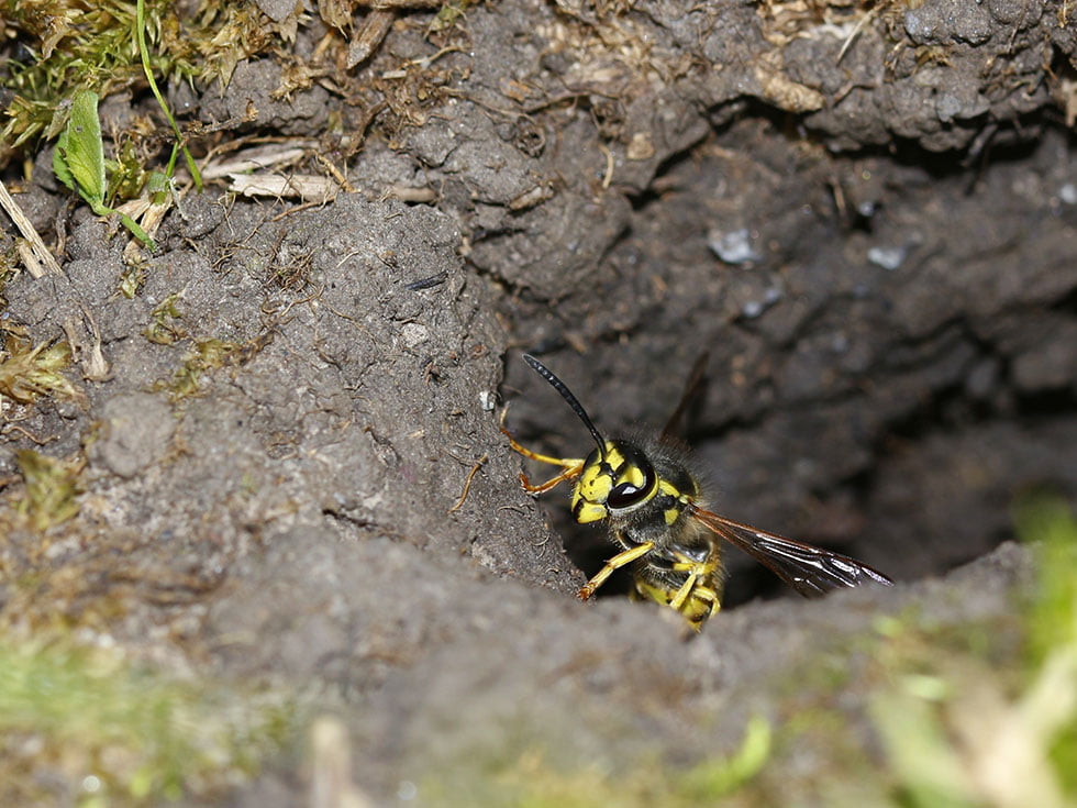 Nid de guepes dans le sol.