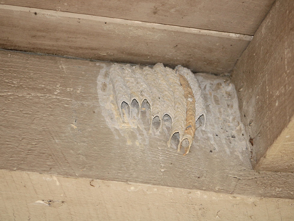 Wasps nest made of mud.