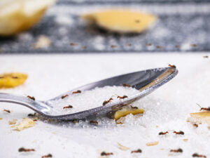Pharaon ants on a sugar spoon on a table.
