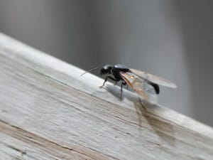 Une fourmis volante sur du bois.