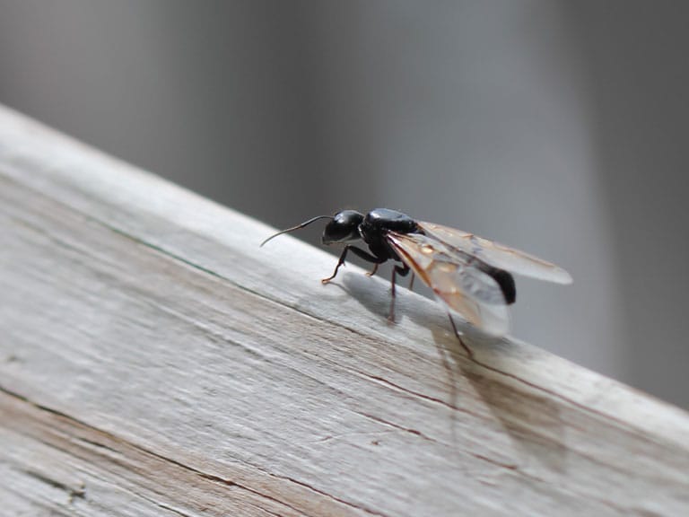 A flying ant on wood.