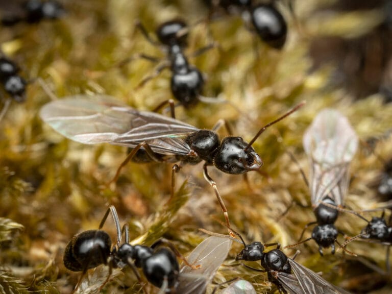 Plusieurs fourmis volantes.