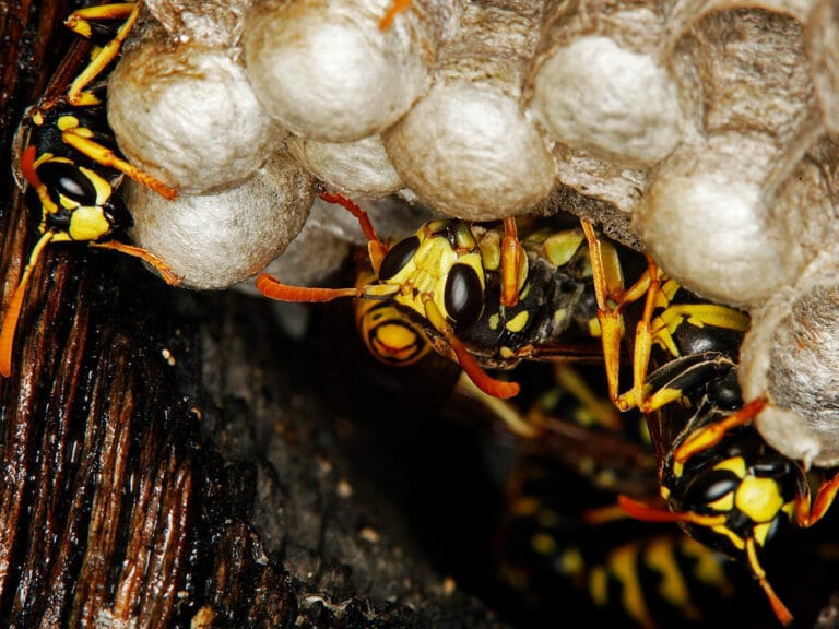 Guepes sur un nid.