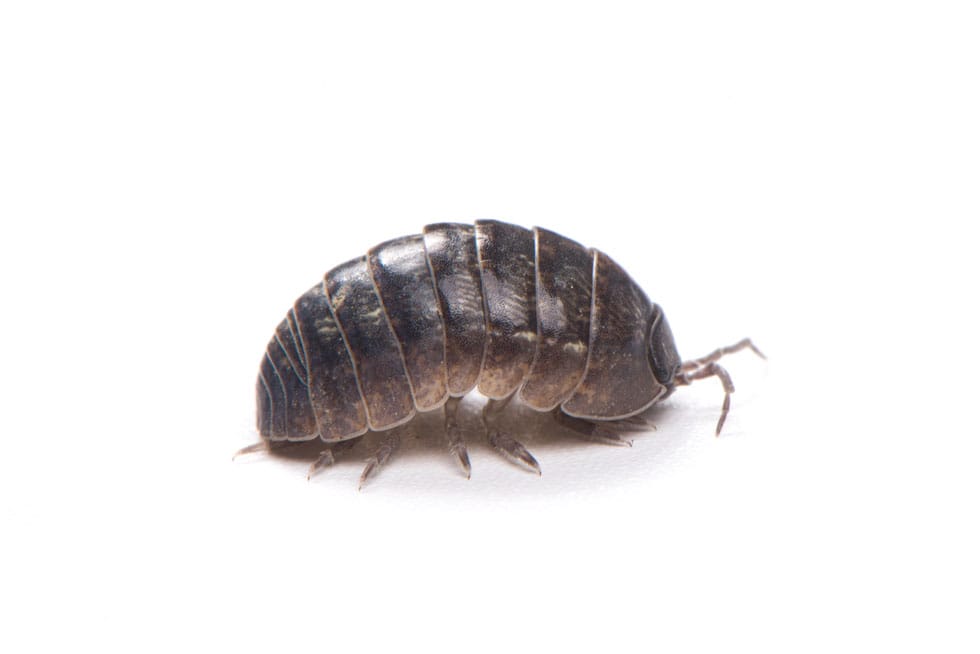 Woodlouse.