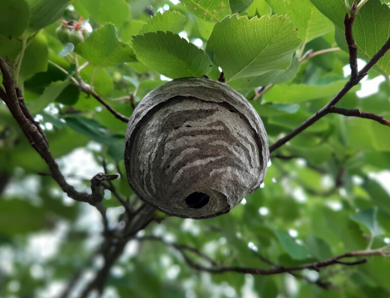 Nid de guepes dans un arbre.