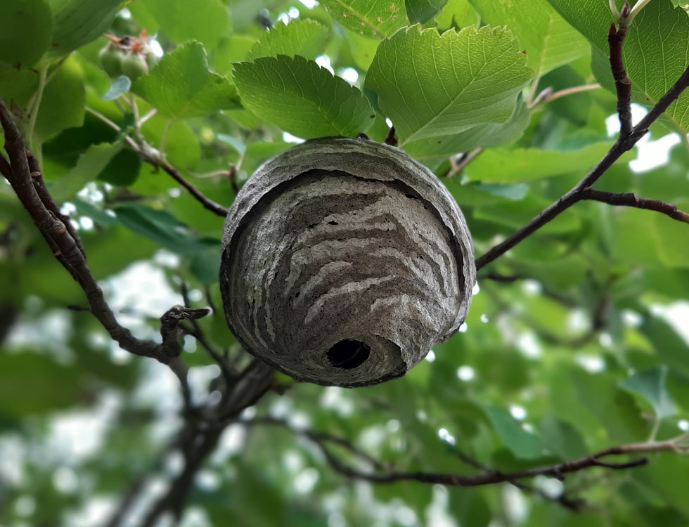 Nid de guepes dans un arbre.